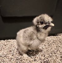 Image 5 of Bantam Showgirl Chicks – Assorted Colors