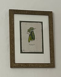 Image 3 of Joanna Gair Garden Pea