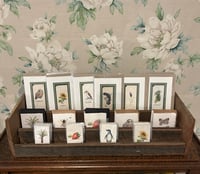 Image 3 of Joanna Gair Tree Fern