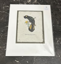 Image 2 of Joanna Gair Black Cockatoo