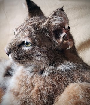 Image of Bobcat Claw Ear Cuff