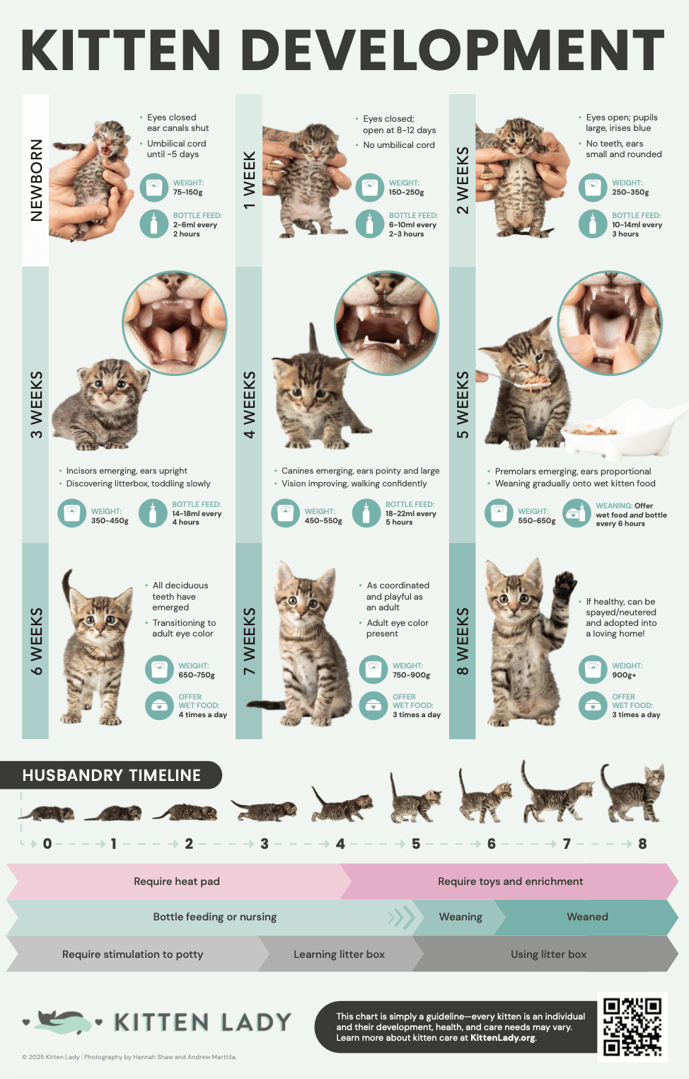 Image of Kitten Development 11x17 Poster
