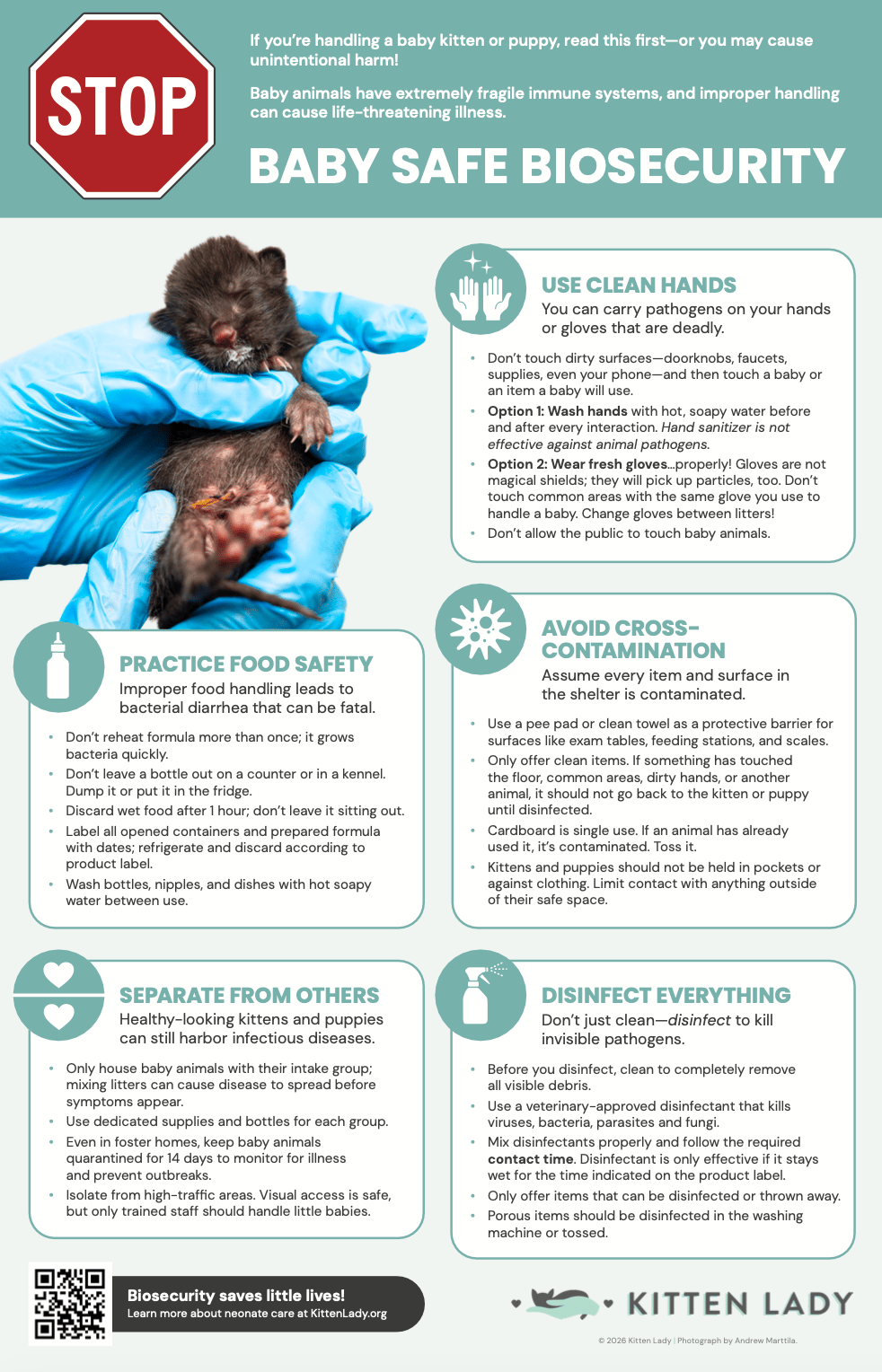 Image of Kitten Biosecurity 11x17 Poster