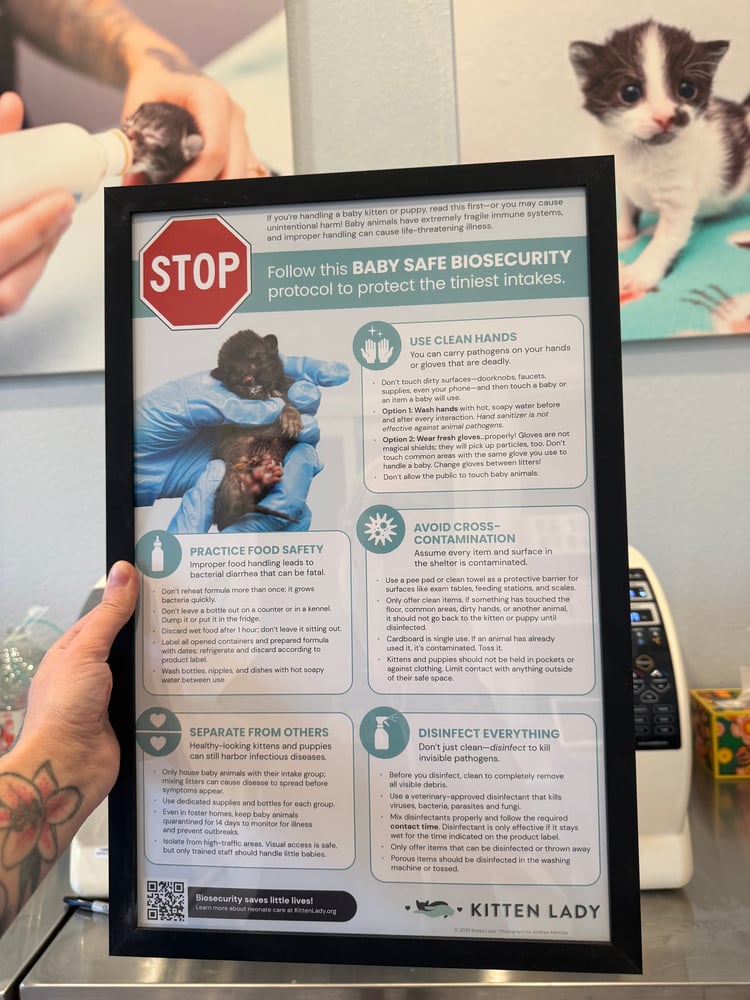 Image of Kitten Biosecurity 11x17 Poster