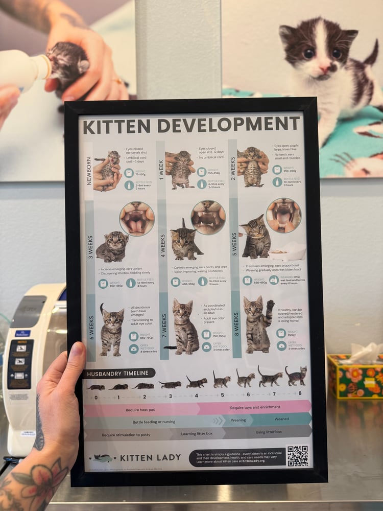 Image of Kitten Development 11x17 Poster