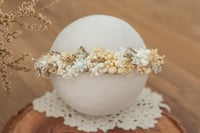 Newborn/Sitter Halo 274