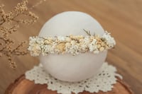 Newborn/Sitter Halo 276