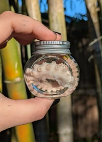 Octopus Tentacles - Small 