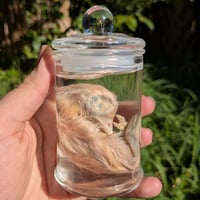 Turkey Poult Wet Specimen 