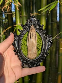 Framed Raccoon Paw