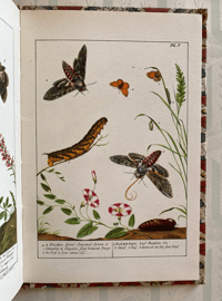 Image 5 of Some British Moths vintage King Penguin book 