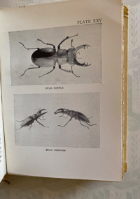 Image 2 of Insects Shown to the children