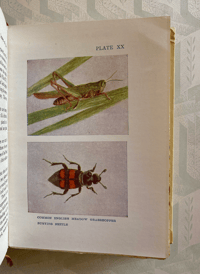 Image 4 of Insects Shown to the children