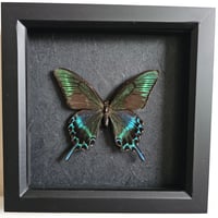 Framed - Alpine Black Swallowtail Butterfly