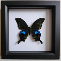 Framed - Blue Peacock Swallowtail Butterfly