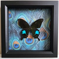 Peacock - Paris Peacock Swallowtail Butterfly