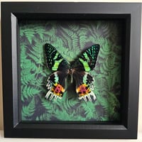 Ferns - Madagascan Sunset Moth