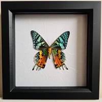 Framed - Madagascan Sunset Moth I