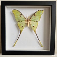Framed - African Moon Moth I