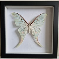 Framed - Indian Moon Moth