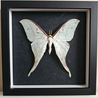 Framed - Indian Moon Moth I