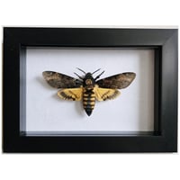 Framed - Death's-Head Hawkmoth I
