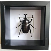 Deep Framed - Japanese Rhino Beetle