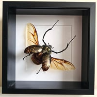 Deep Framed - Long-Armed Scarab Beetle