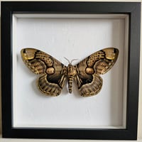 Framed - Brahmaea Hearseyi Moth
