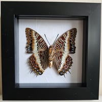 Framed - White-Lined Charaxes Butterfly