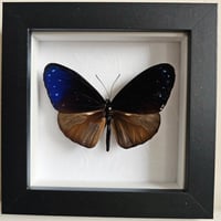 Image 1 of Framed - Blue Crow Butterfly