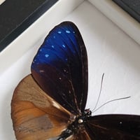 Image 2 of Framed - Blue Crow Butterfly