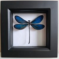 Framed - Vestalis Melania Damselfly