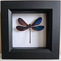 Framed - Vestalis Melania Damselfly I