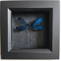 Framed - Vestalis Melania Damsefly II