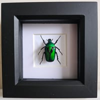 Framed - Chatanayi Flower Beetle