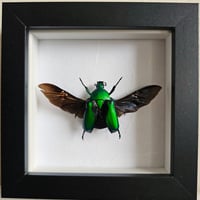 Framed - Chatanayi Flower Beetle I