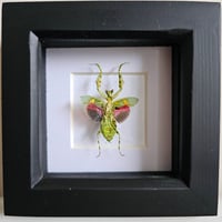 Framed - Jewelled Flower Mantis I