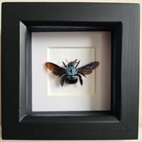 Framed - Blue Carpenter Bee I