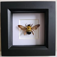 Framed - Golden Carpenter Bee