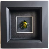 Framed - Shiny Green Flower Beetle