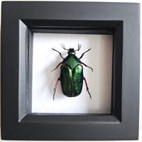 Framed - Orichala Flower Beetle