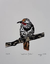 Northern Flicker (limited edition)