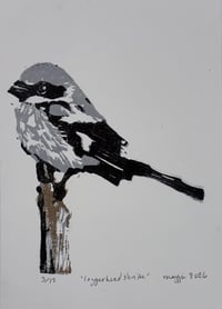 Loggerhead Shrike (limited edition)