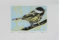 Black-Capped Chickadee (limited edition)