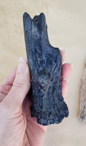 Image of Fossil Deer Antler