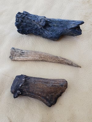 Image of Fossil Deer Antler