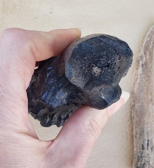 Image of Fossil Deer Antler