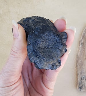 Image of Fossil Deer Antler