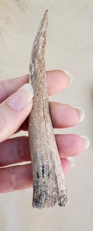 Image of Fossil Deer Antler